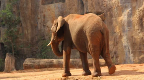 Elephant Stock Footage 36518716