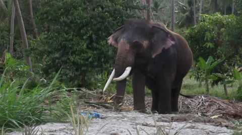 Elephant Stock Footage 36772434