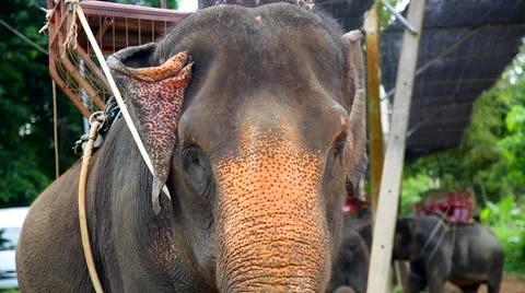 Elephant Stock Footage 45595686