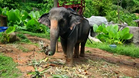 Elephant Stock Footage 45595687