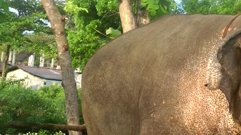 Elephant 스톡 동영상 61752758