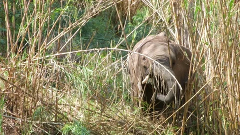 An Elephant  Vídeo Stock 76437251