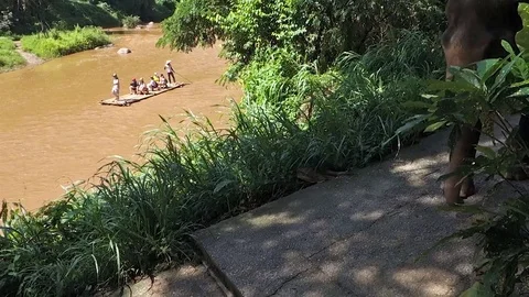 Elephant Stock Footage 76577977