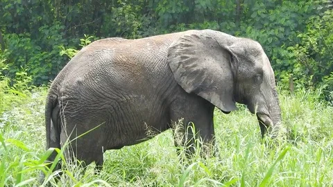 Elephant Видео 77635528