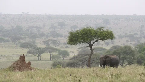 Elephant Stockbeeldmateriaal 86655907