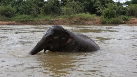 Elephant Stock Footage 87027676