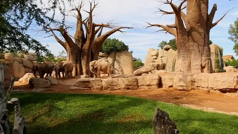 Elephant Stock Footage 92314266