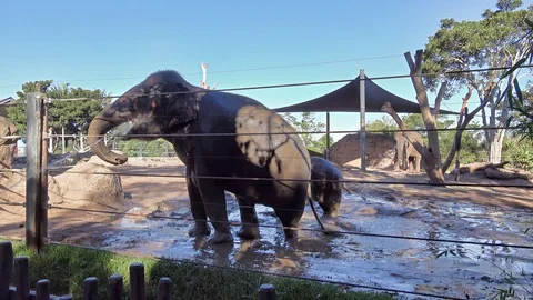 Elephant Video stock 113707631