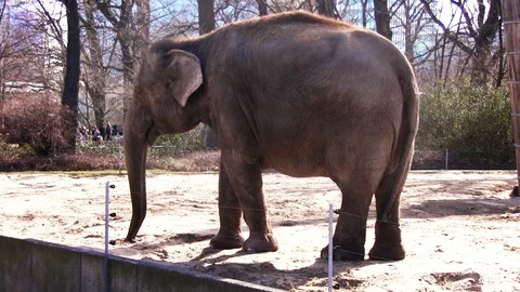 Elephant Stock Footage 116410533