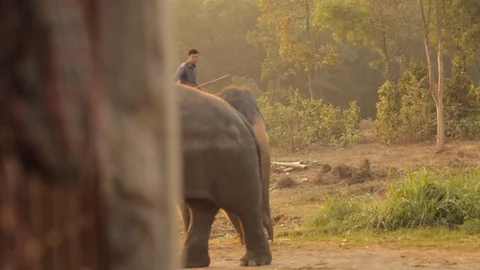 Elephant Stock Footage 129432842