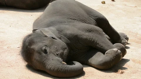 Elephant Stock Footage 158684892