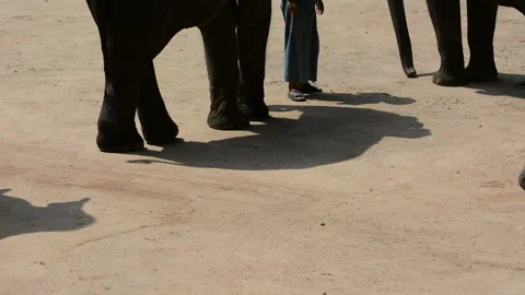 Elephant Stock Footage 158684956