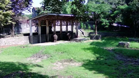 Elephant Stock Footage 168083267