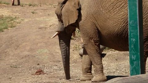 Elephant Stock Footage 197742351