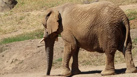 Elephant Stock Footage 197742538