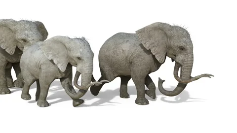 Elephant Stock Footage 208579883