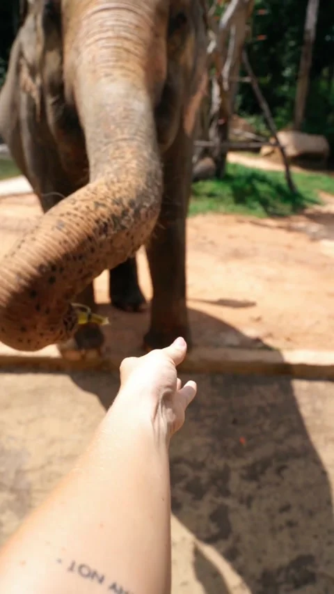 Elephant Vídeos de archivo 219480705