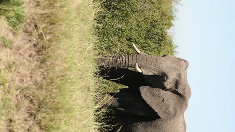 Elephant Vídeos de archivo 234678675