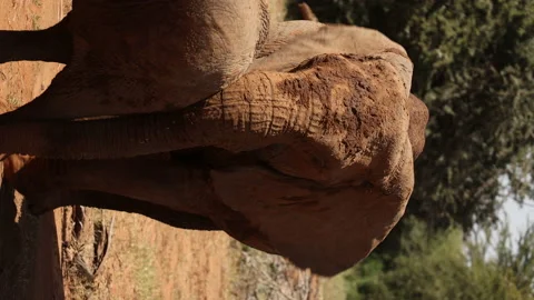 Elephant Stock Footage 234678969