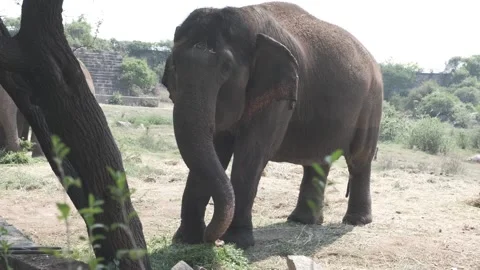 Elephant Stock Footage 237858527