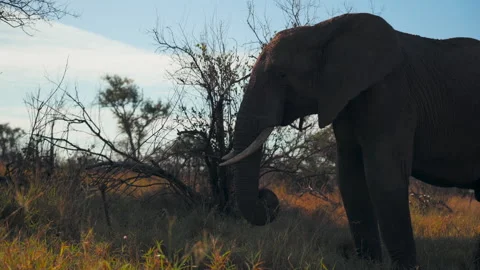 Elephant Stock Footage 248245876