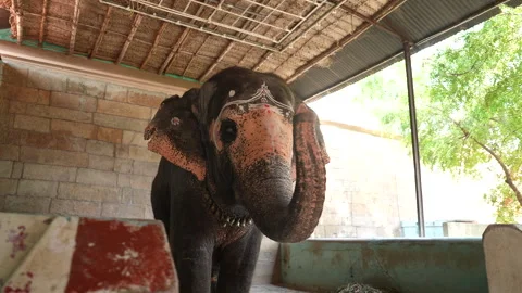 ELEPHANT Stock Footage 276061661