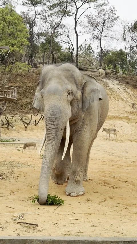 Elephant Stock Footage 316013229