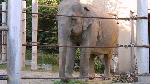 Elephant Stock Footage 336233261