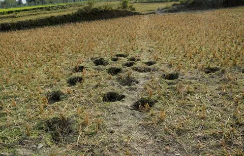 Elephant footstep Stock Photos