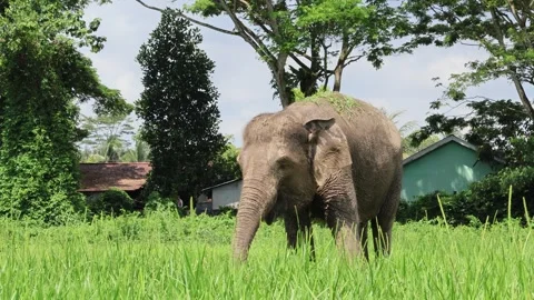 An elephant forages in the grass land Stock Footage 290971657