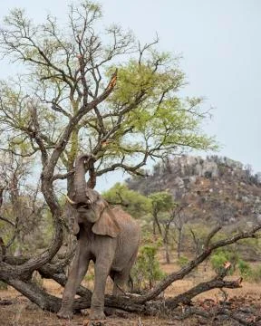 Elephant Foraging in the High Branches of a Tree in South Africa Stock Photos