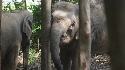 Elephant in forest 4k Stock Footage 122724981