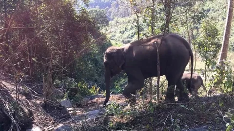 Elephant In A Forest Stock Footage 92458268