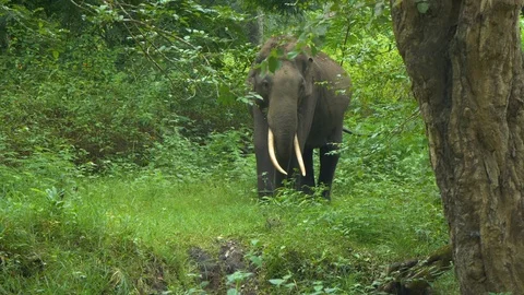 Elephant in a forest in India 動画素材 118509989