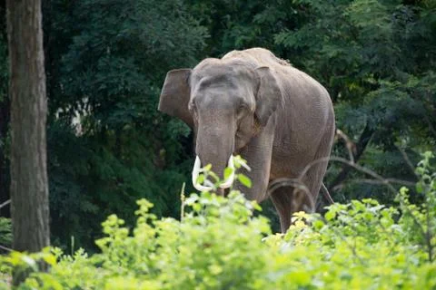 Elephant in forest Photos