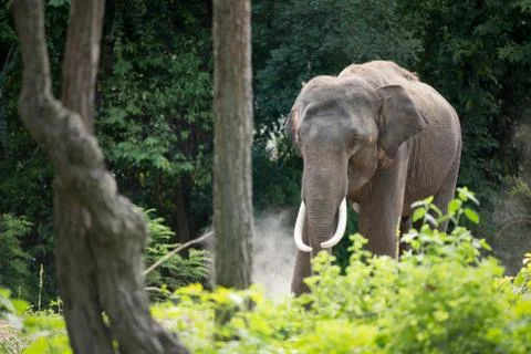 Elephant in forest Foto stock