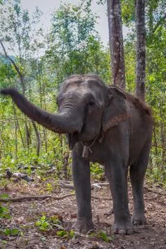 Elephant in the forest Foto stock