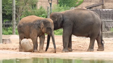 Elephant friends Stock Footage 280367748