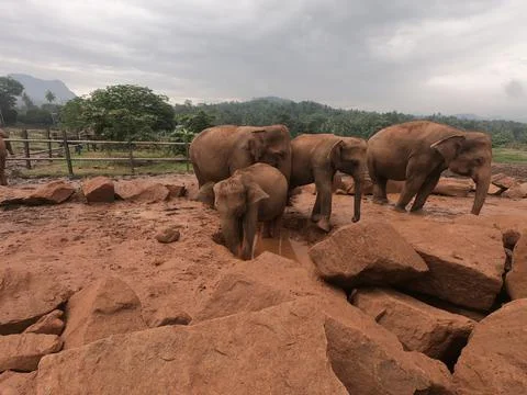 Elephant Friends Stock Photos