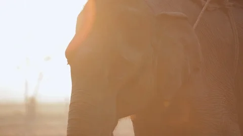 Elephant in front of an orange sunset Stock Footage 92713093