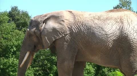 Elephant in front of trees Video stock 8917849