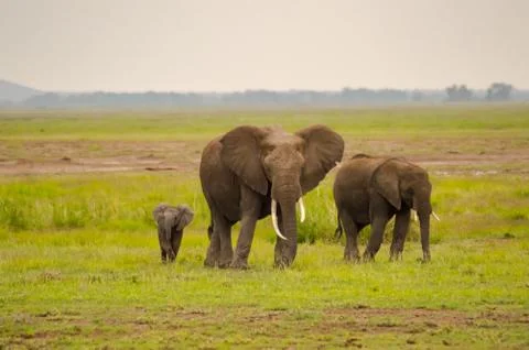 Elephant front view with his cub Stock Photos