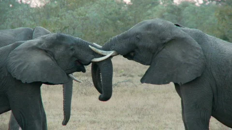 Elephant fun and games 库存影片 660758