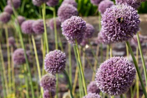 Elephant Garlic Stock Photos