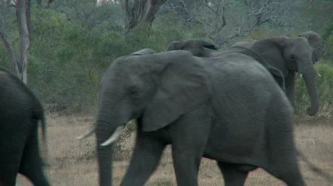 Elephant Gathering 库存影片 660781