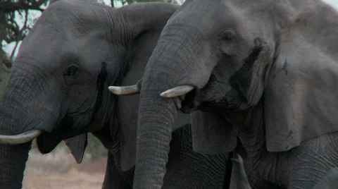 Elephant Gathering 库存影片 687089