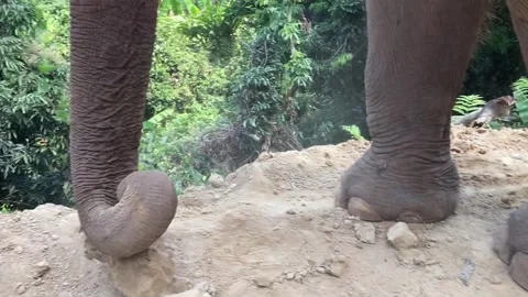 Elephant gathers dirt and throws it on themselves - close-up on trunk Stock Footage 247077348