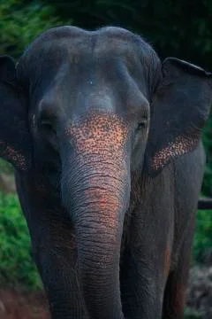 The elephant gaze colored  Stock Photos