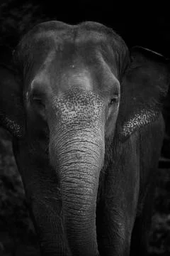 The elephant gaze  Stock Photos