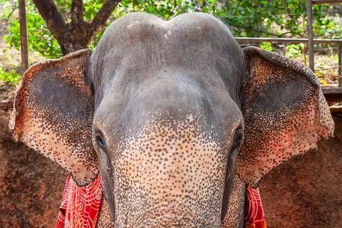 Elephant in the Goa jungle Stock Photos